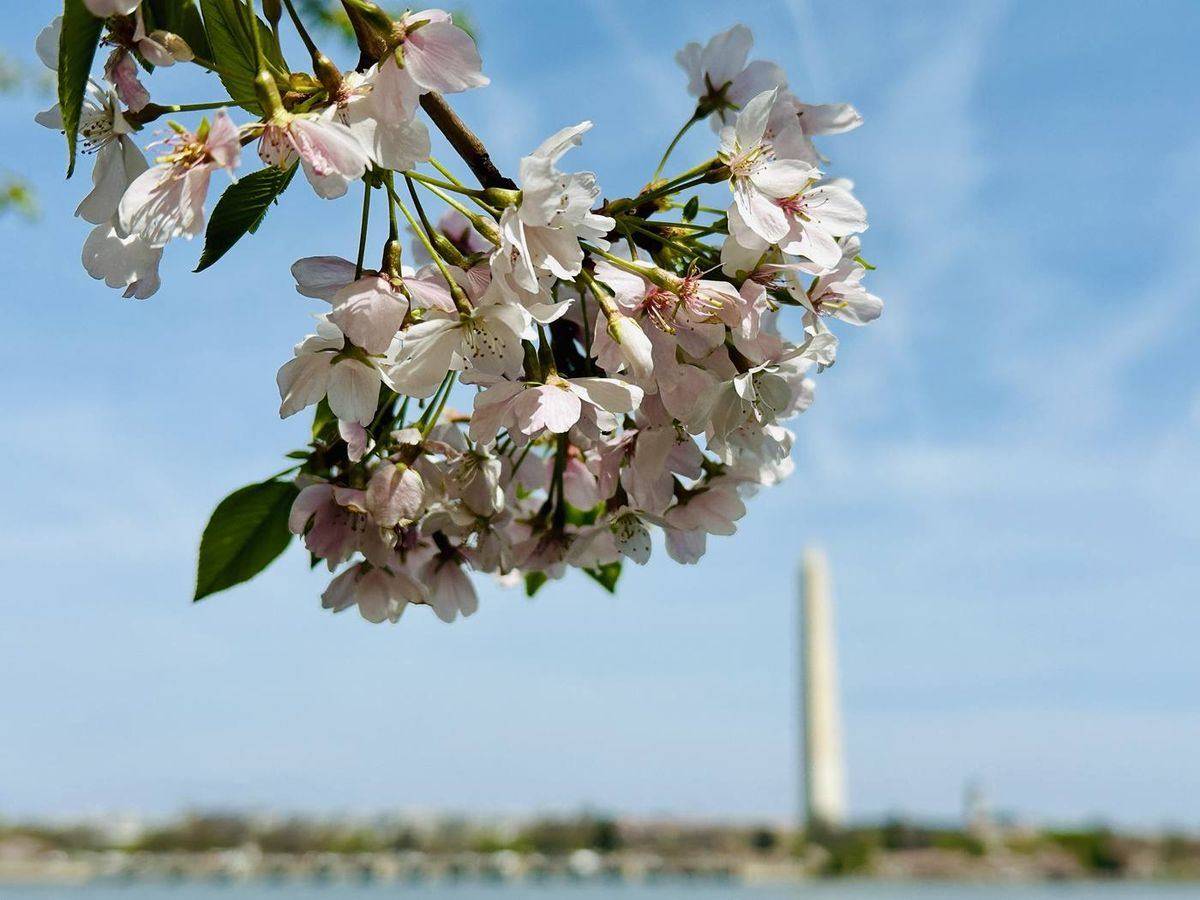 Cherry blossoms framing the Washington Monument