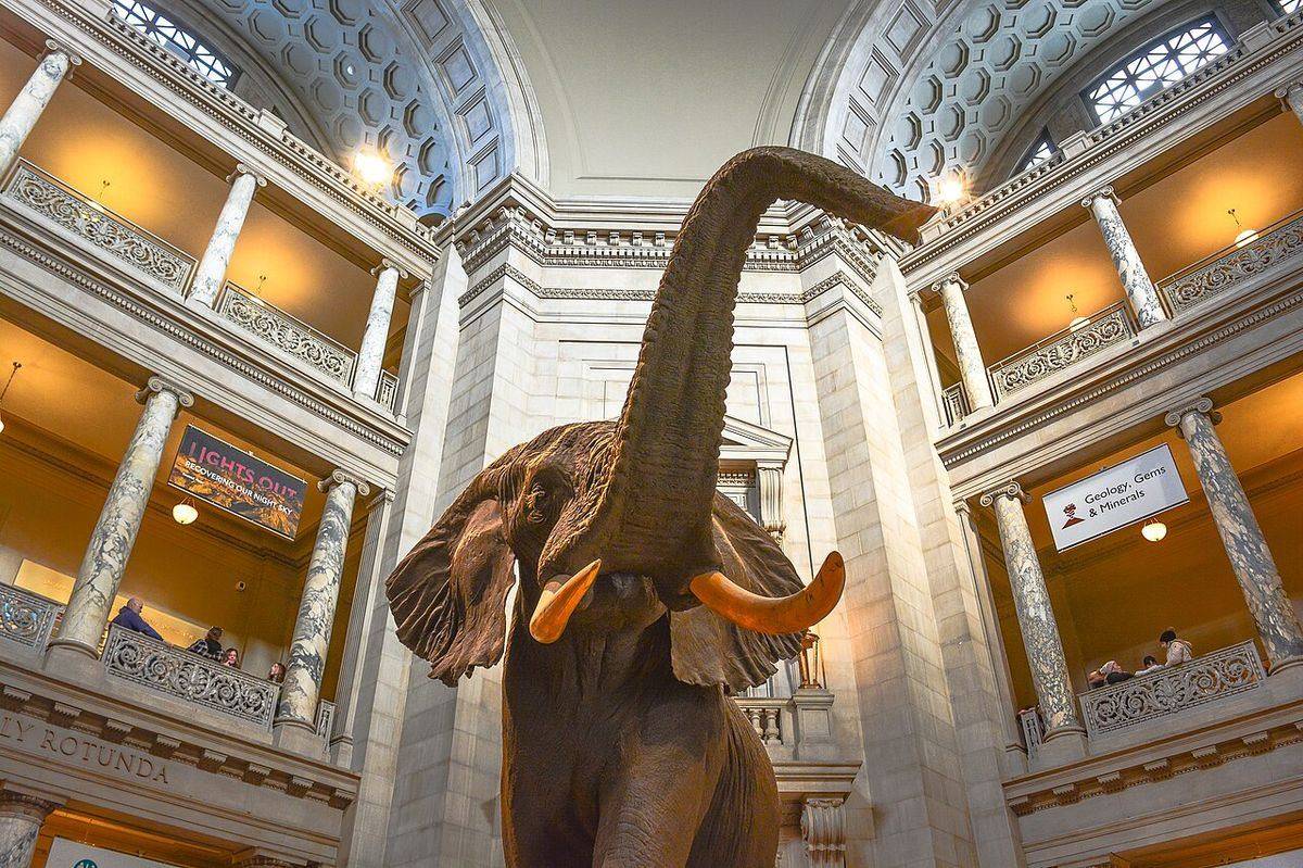 The elephant in the Smithsonian National Museum of Natural History rotunda