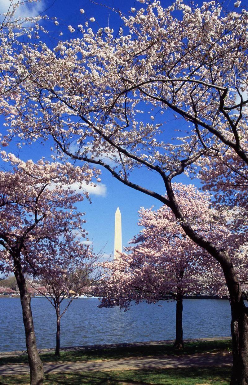 The Washington Monument seen through cherry blossoms across the Tidal Basin