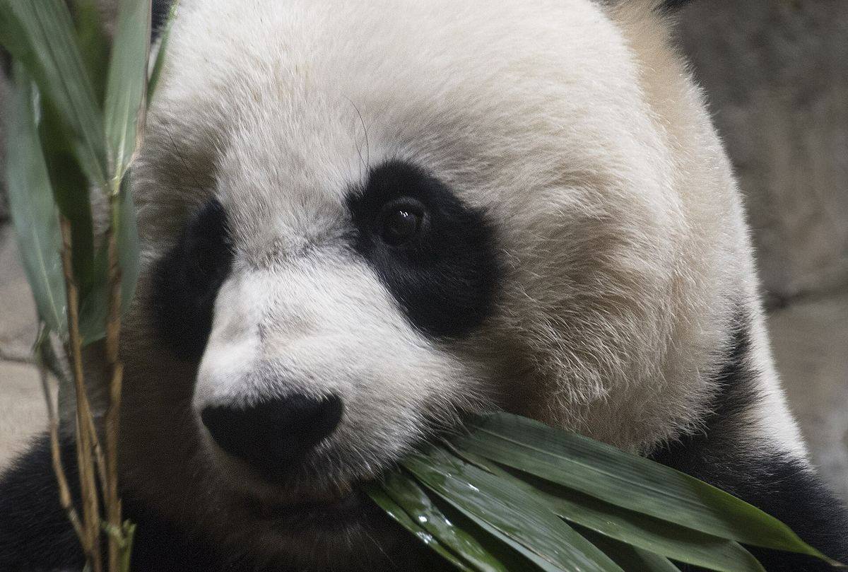 A giant panda munching bamboo at the Smithsonian's National Zoo in Washington, DC