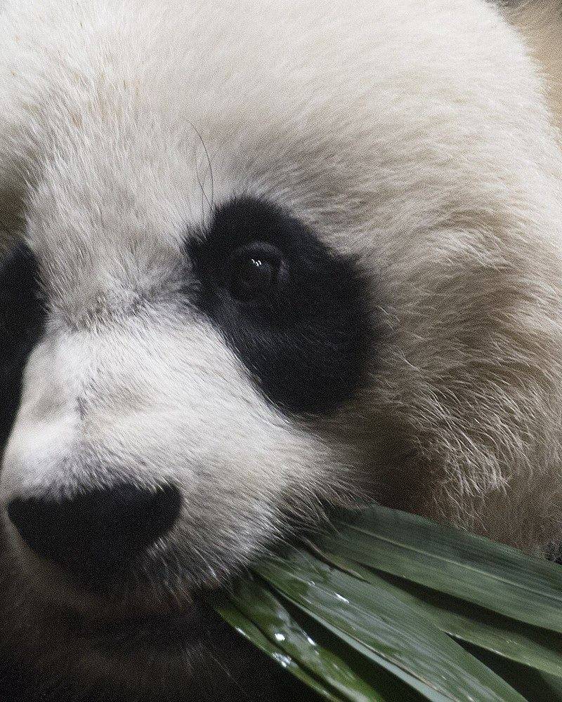 A giant panda munching bamboo at the Smithsonian's National Zoo in Washington, DC